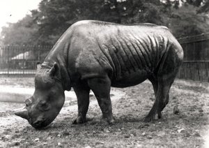 Rinoceronte africano de Frederick William Bond